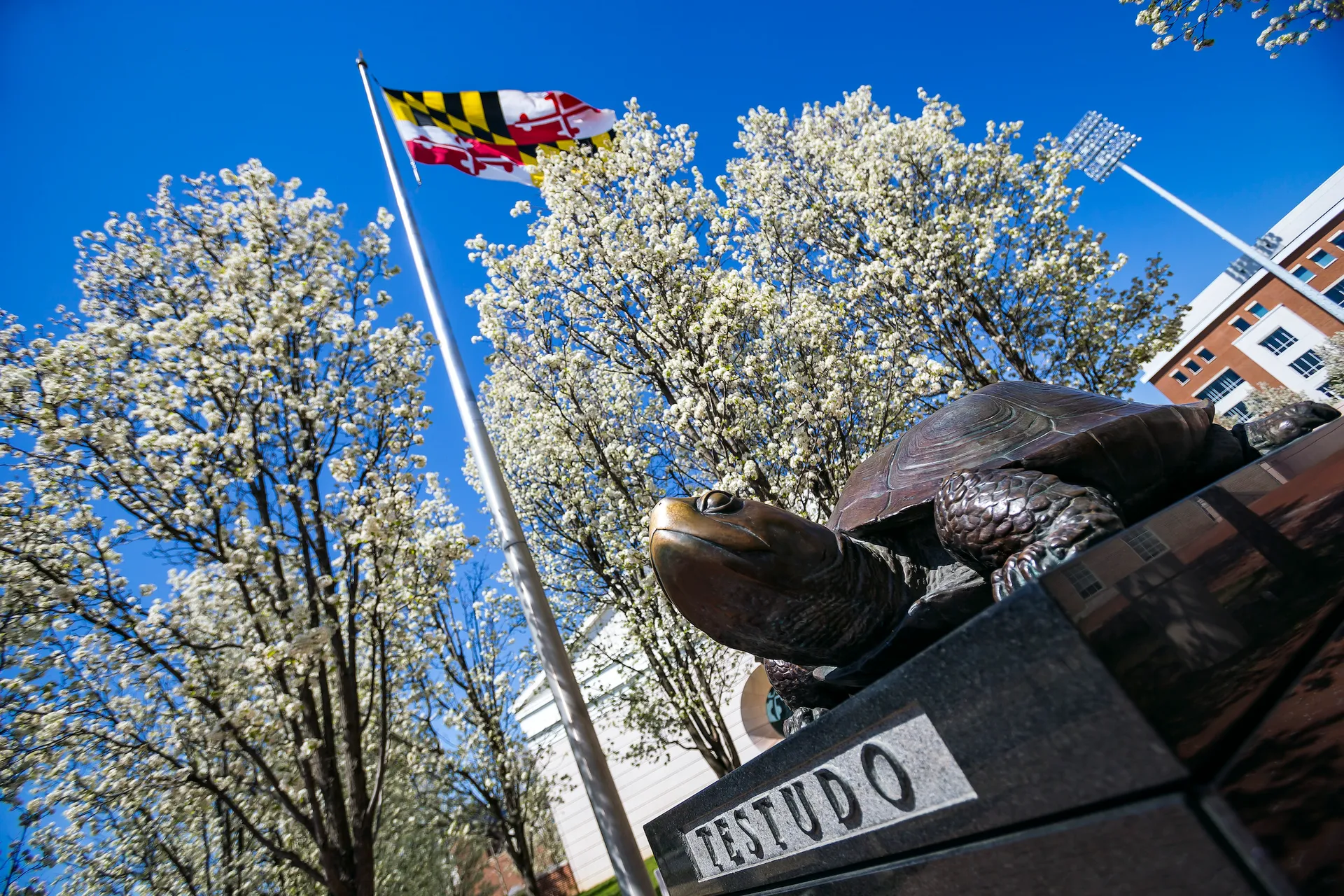 Statue of testudo the terrapin turtle looking out onto the green lawns of Mckeldin Mall at the university of Maryland under a bright blue sky