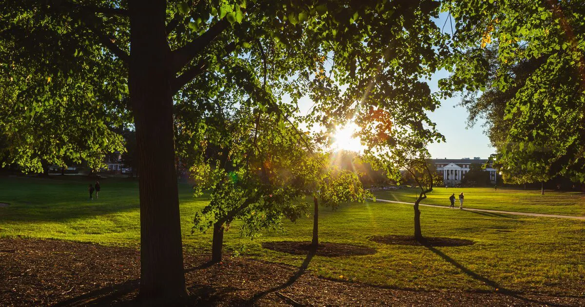 Sun peaking through trees with McKeldin Mall in the background