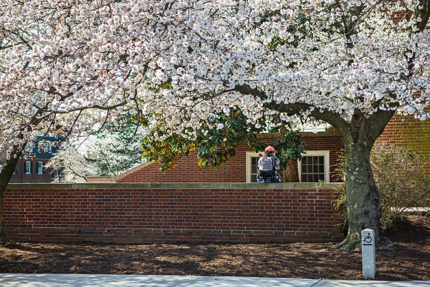 Student sitting on brick wall under blooming cherry blossom tree