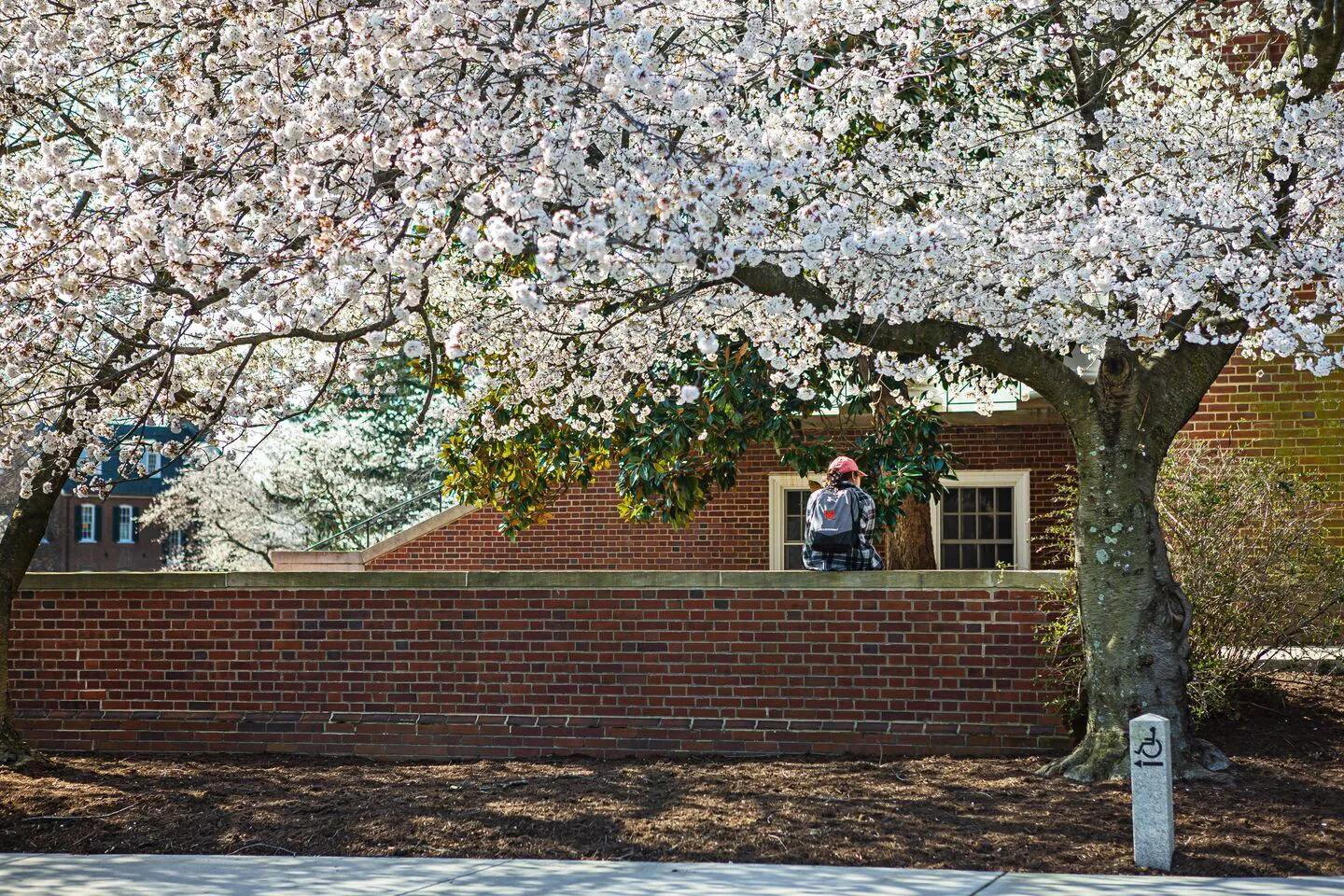Student sitting on brick wall under blooming cherry blossom tree