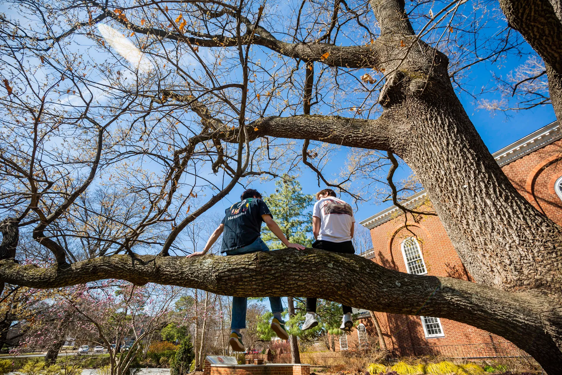 Two students sit on a tree branch on campus facing away from the camera