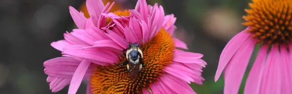 Close up of a bee on a bright pink flower