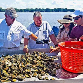 people on boat looking at oysters