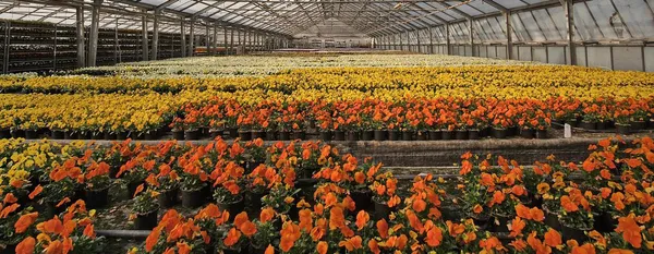 University of Maryland Extension (UME)